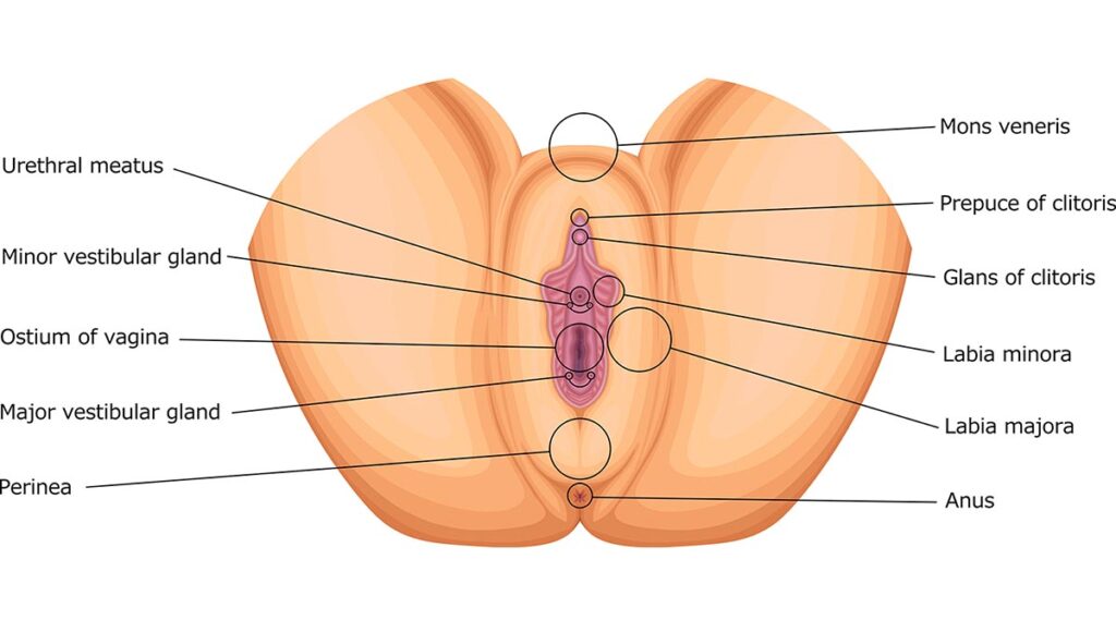 What Causes Labia Minora to Stick Out? What You Should Know