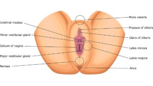 What Causes Labia Minora to Stick Out? What You Should Know